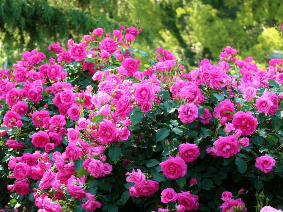 Роза плетистая Крылья ангела