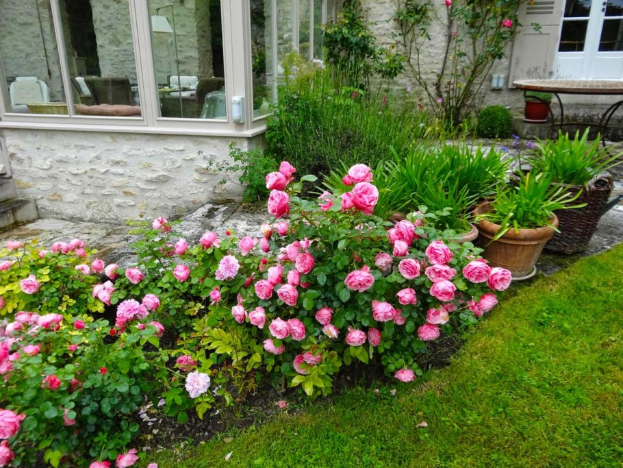 Роза Фламентанц