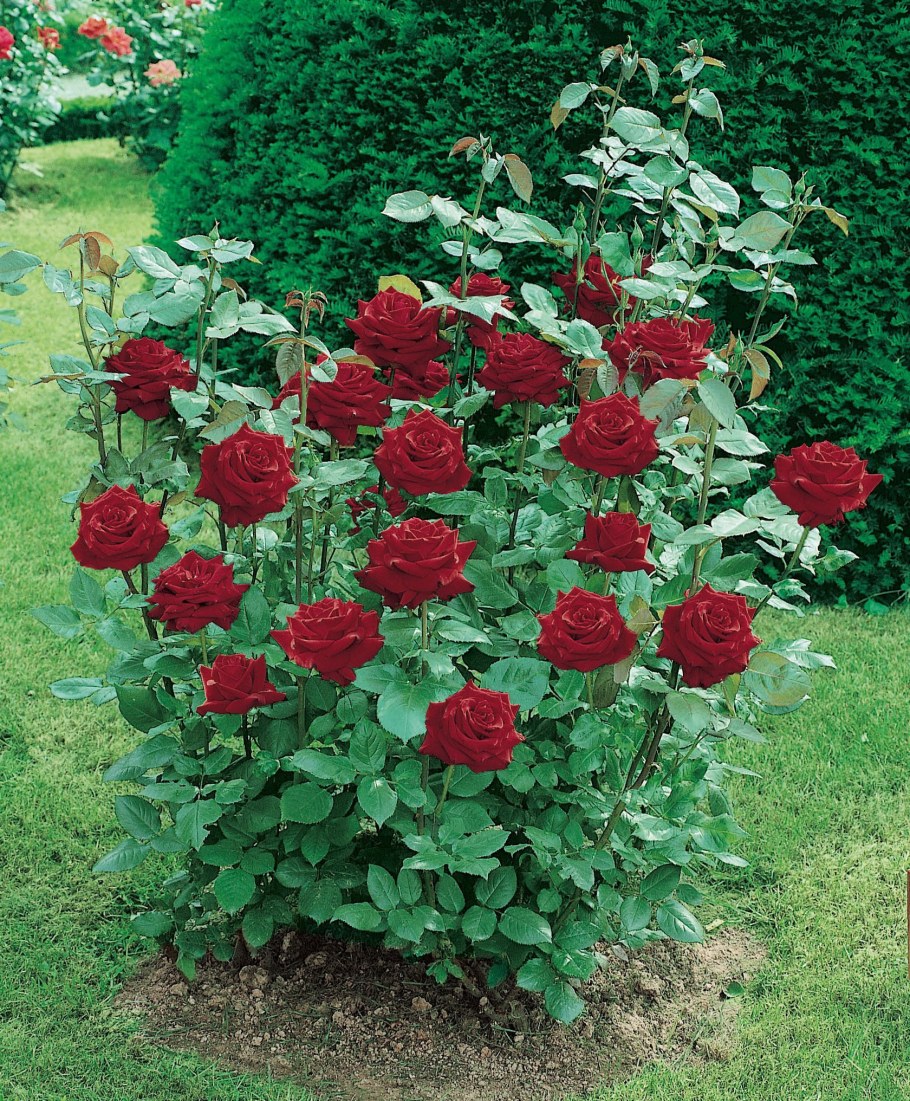 Роза Парковая куст