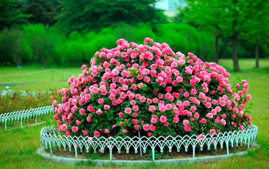 Розы кустовые Ричмонд парк