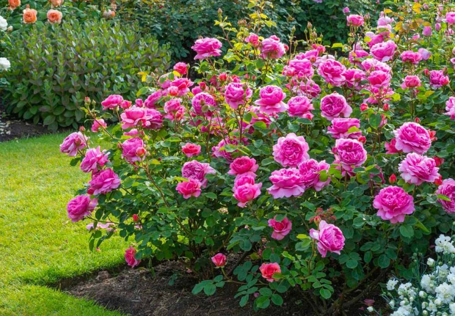 Роза шраб шампань кустовая