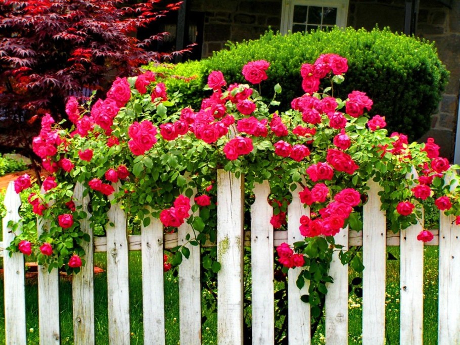 Роза низкорослая бордюрная