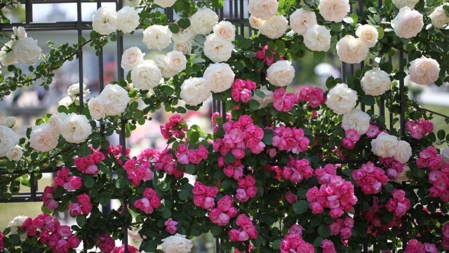 Роза Кантри Гарден