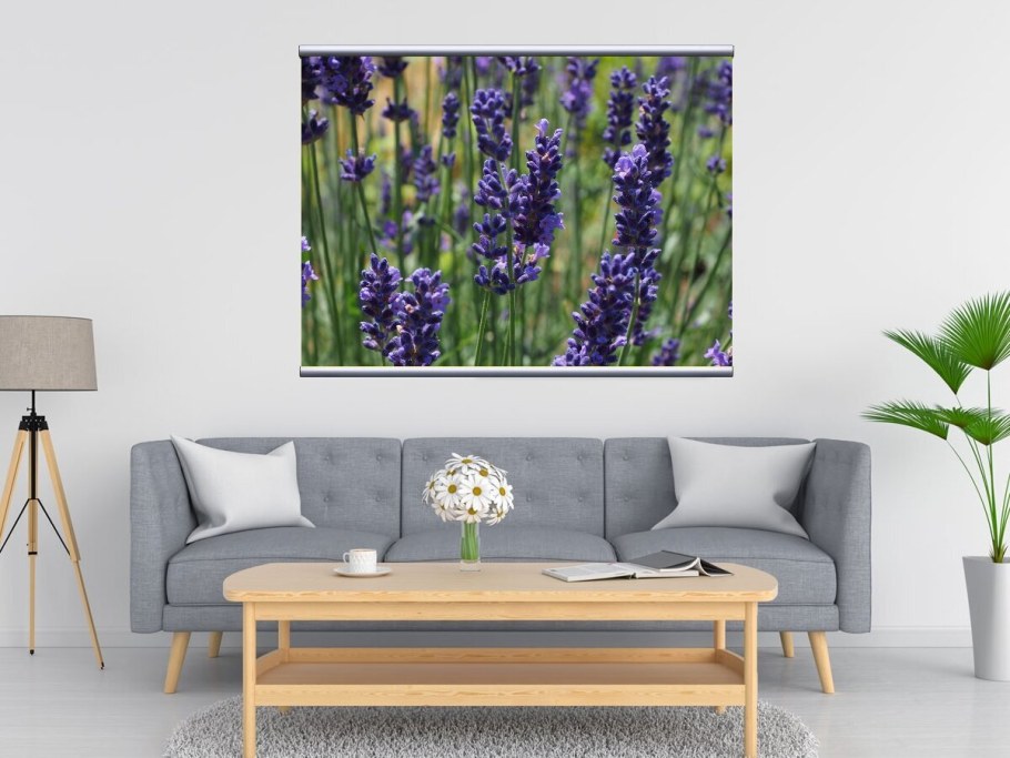 Наташа Йорк Лаванда