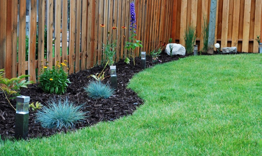 Туя Даника в миксбордере