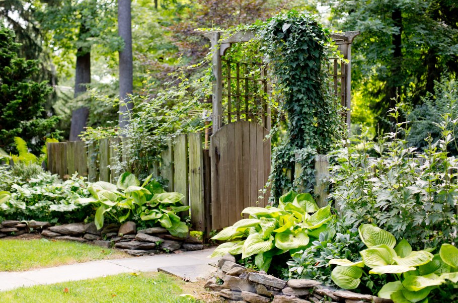 Бордюр астильба с хостой