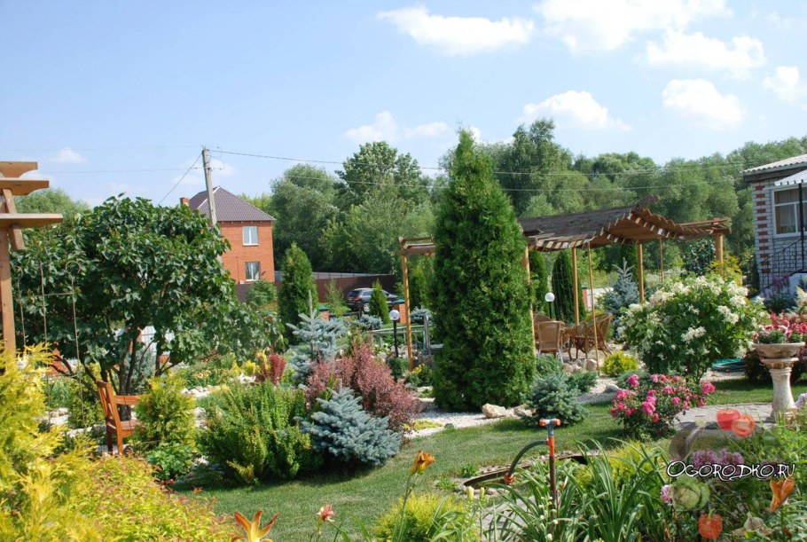 Хвойники возле беседки