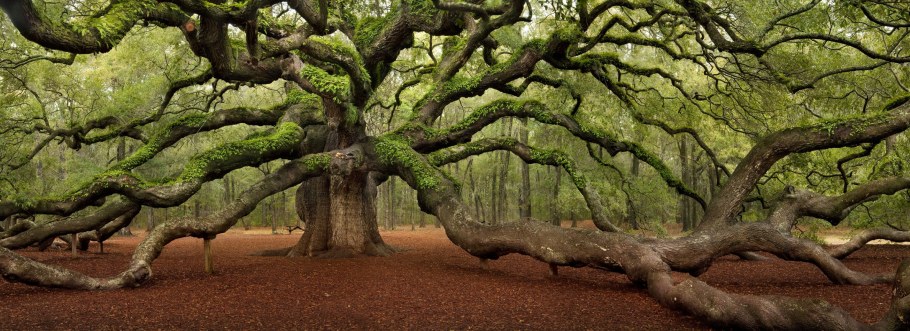 Из каких пород дерева делали мебель в СССР