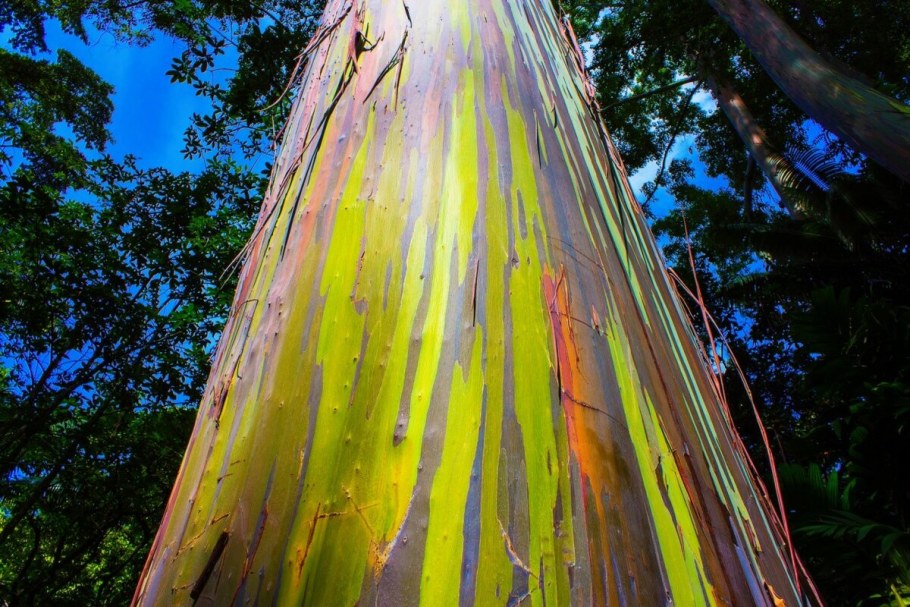 Дуб парк Фредвилл, Нонингтон, Великобритания