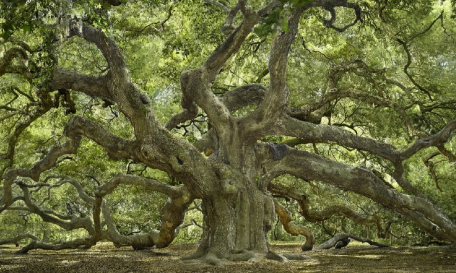 Шайла Стайлз секретарша