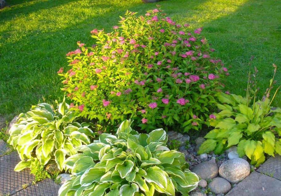 Спирея японская Golden Elf