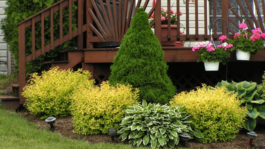 Спирея и туя Даника