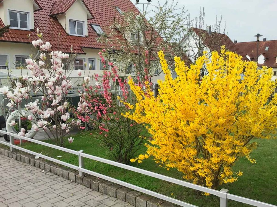 Декоративный кустарник форзиция