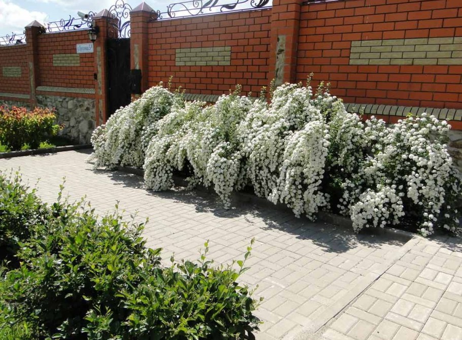 Спирея Вангутта Живая изгородь
