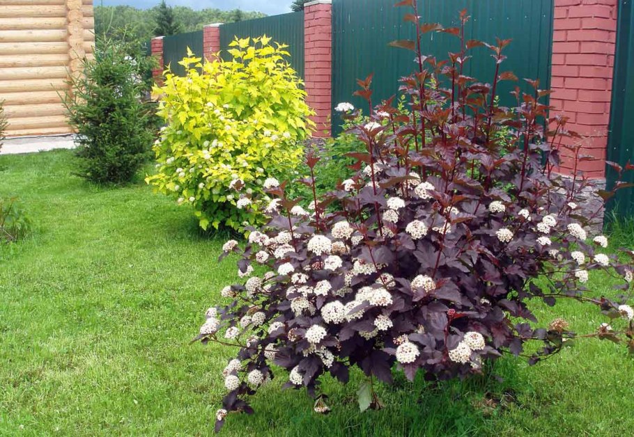 Пузыреплодник калинолистный леди ин ред