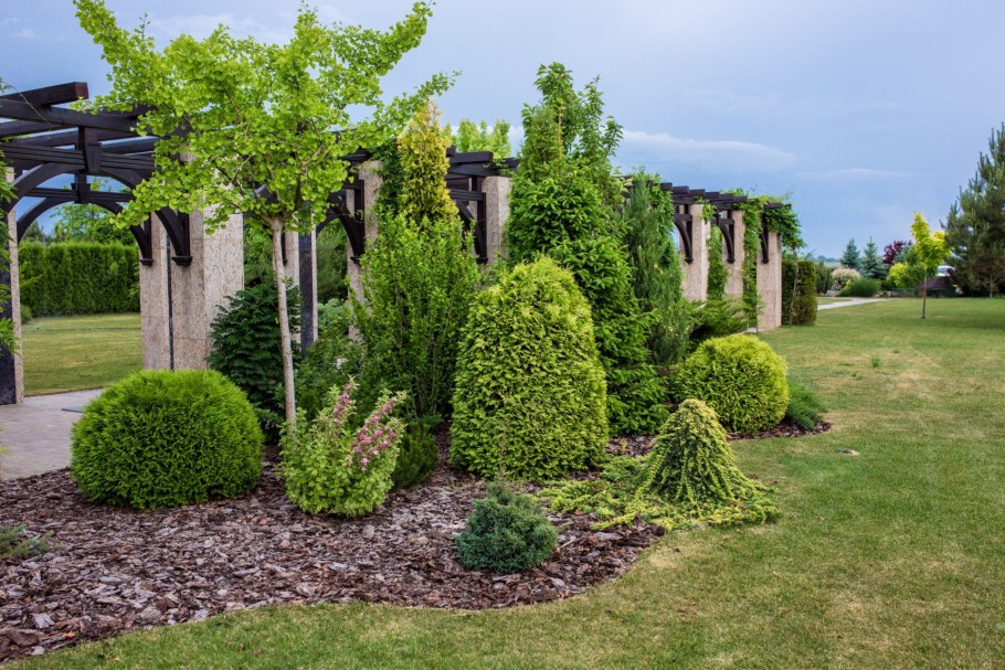 Сосна Ватерери миксбордер