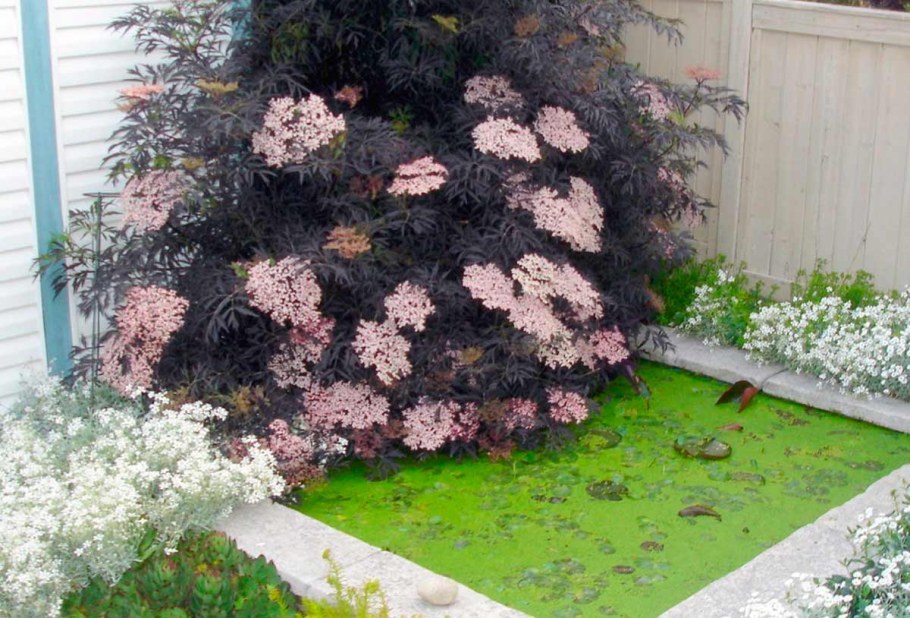 Бузина чёрная Блэк Лэйс