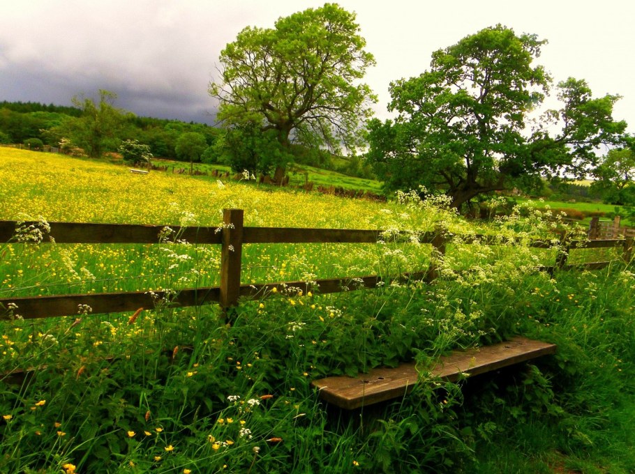 Река изгородь деревня лето