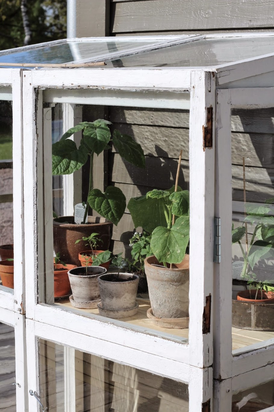 Парник из оконных рам