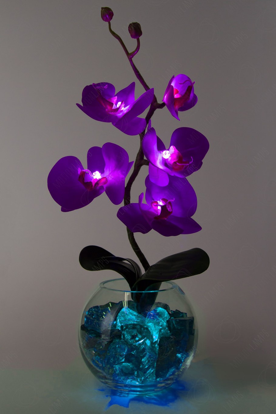 Орхидея неон Мейджик