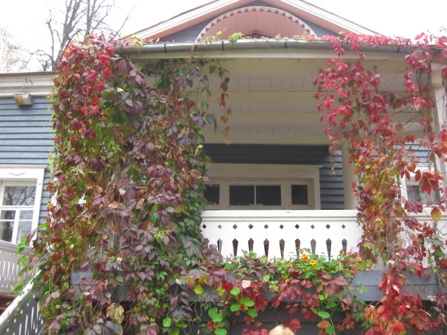 Терраса Турандот девичий виноград