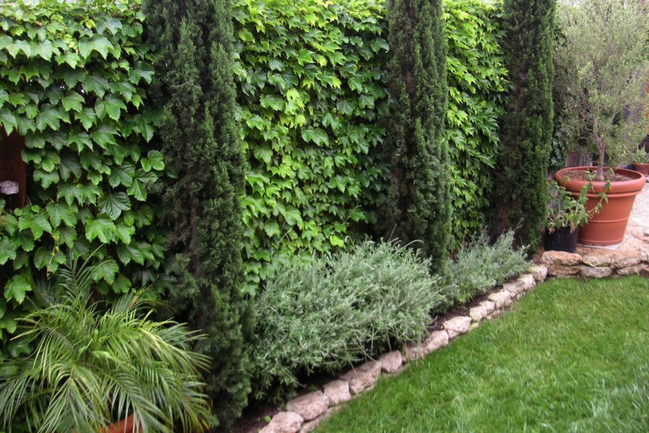 Девичий виноград патио