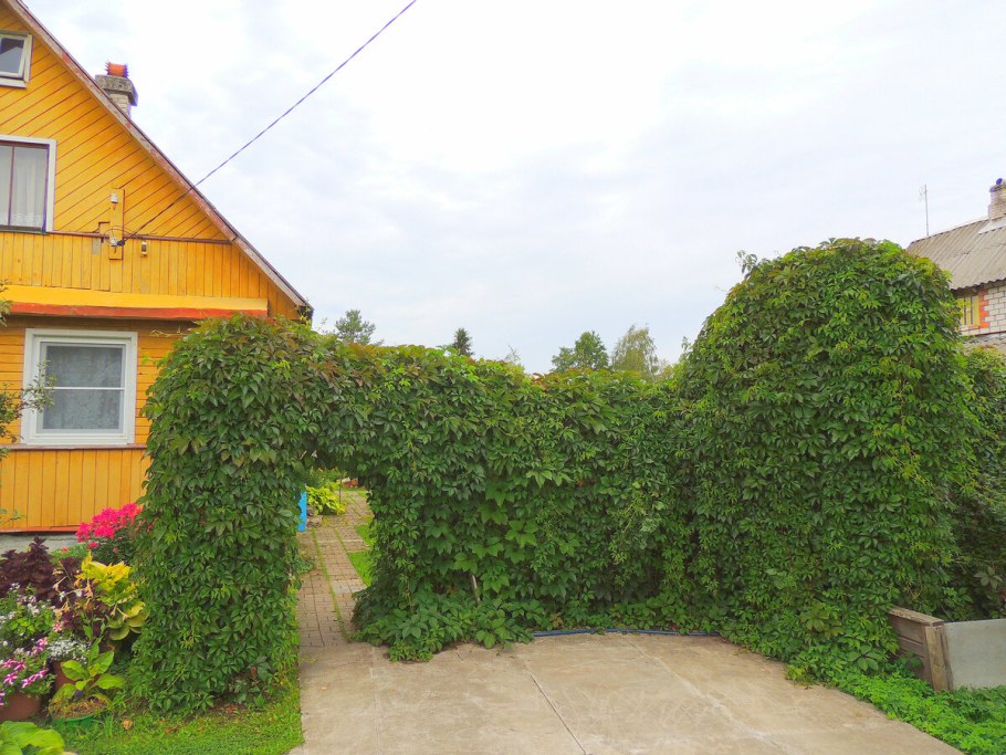 Жимолость каприфоль Живая изгородь