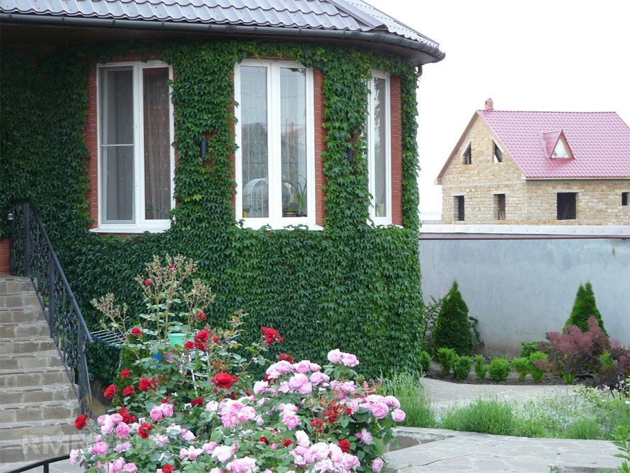 Пергола для актинидии