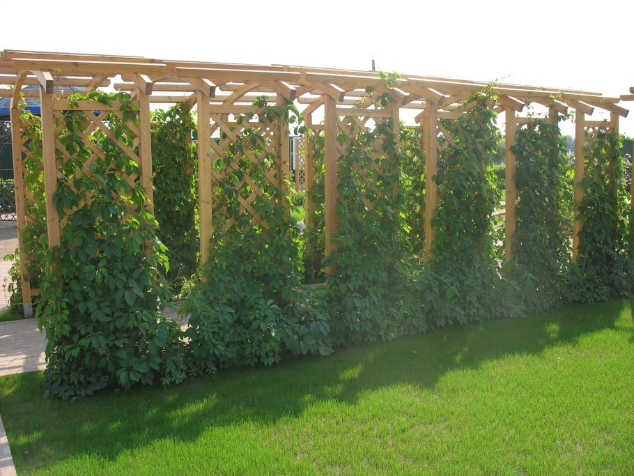 Ива плетистая