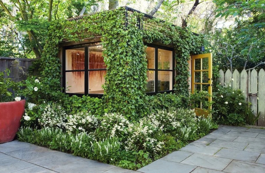 Кирказон на перголе