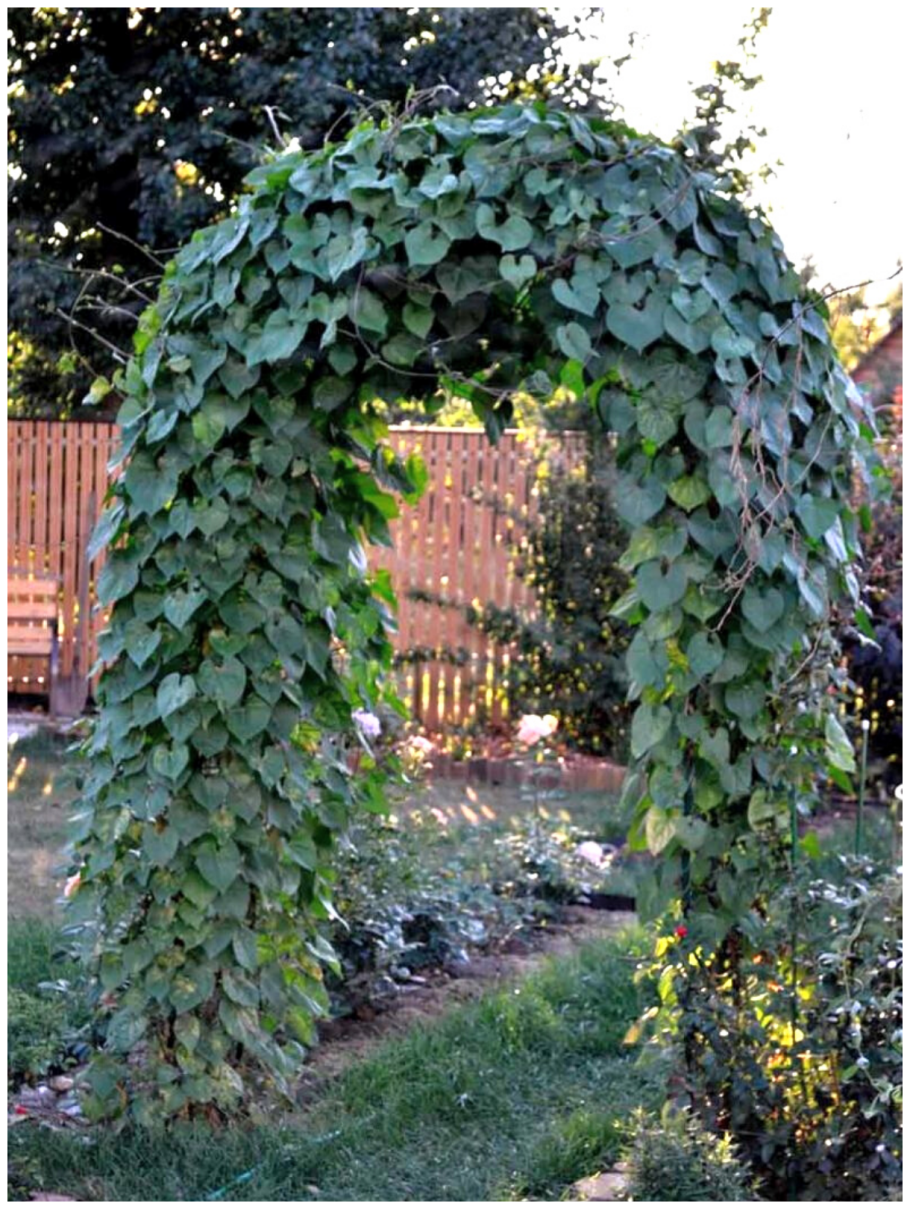 Гортензия черешковая Живая изгородь