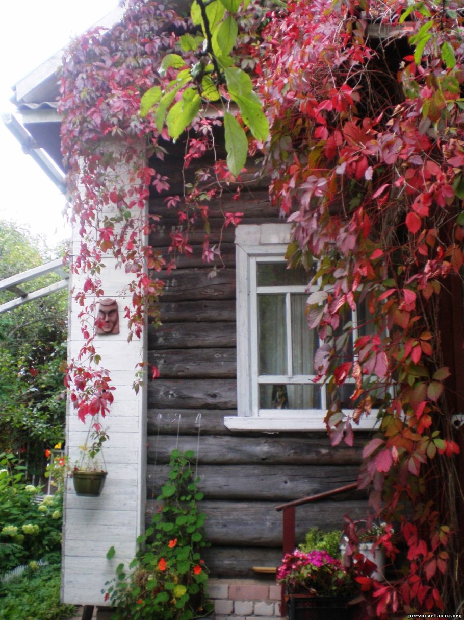 Дикий виноград на доме