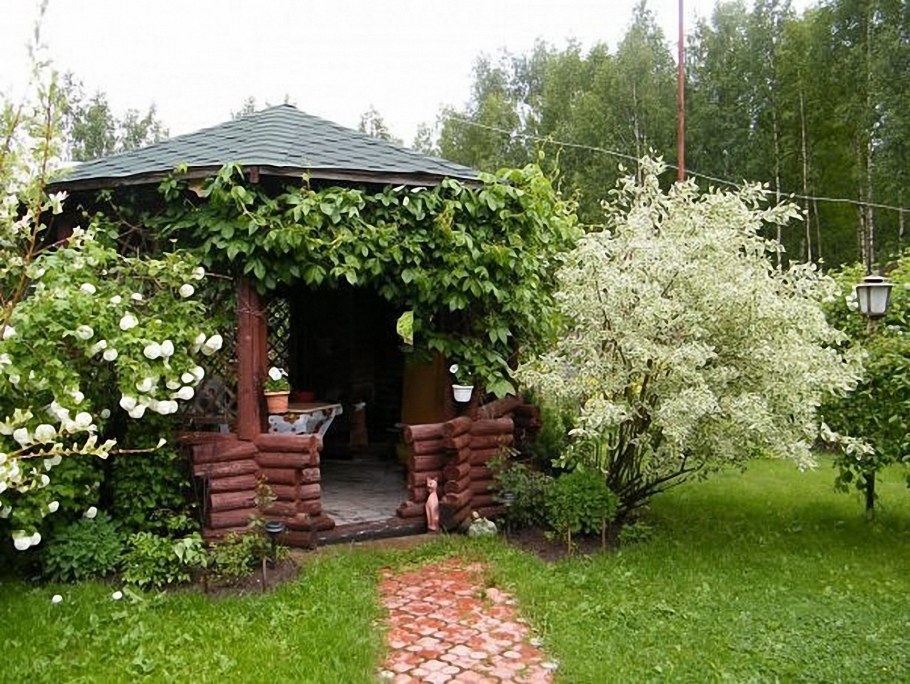 Живая изгородь дикий виноград