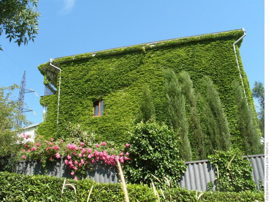 Клематис Лиана