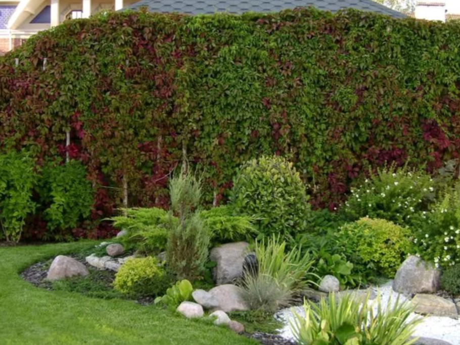 Плющ на перголе