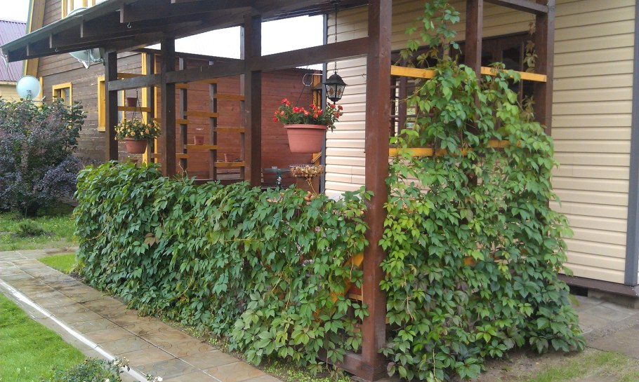 Лимонник вертикальное Озеленение