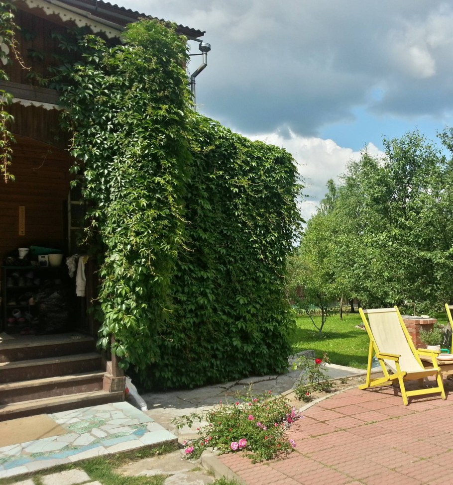 Девичий виноград на перголе