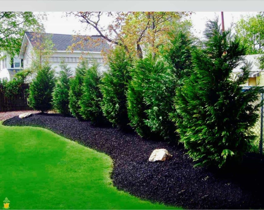 Деревья в дроль щабора