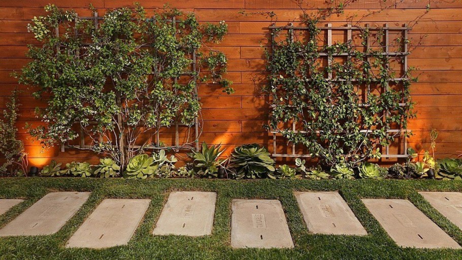 Озеленение туи дерен