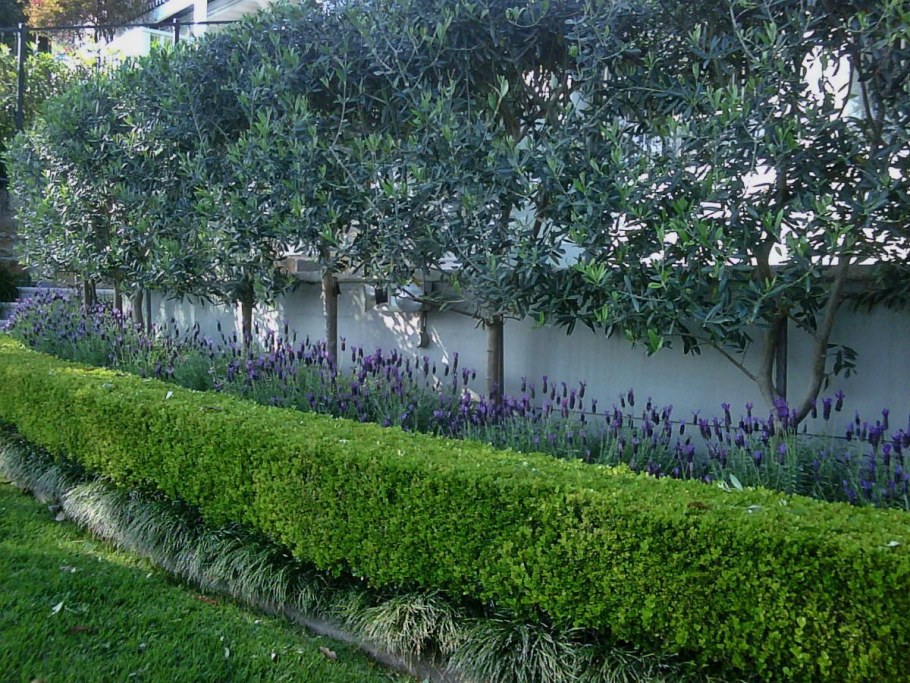 Туи зеленая изгородь