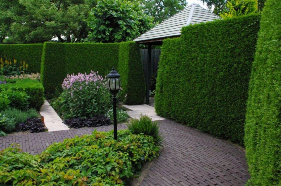 Туя Даника Живая изгородь