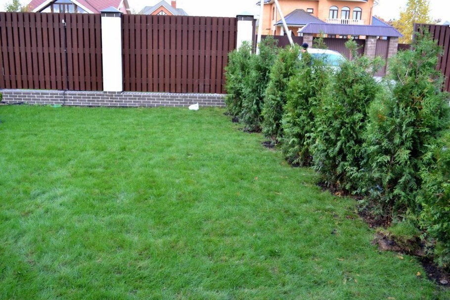 Туя Смарагд Живая изгородь