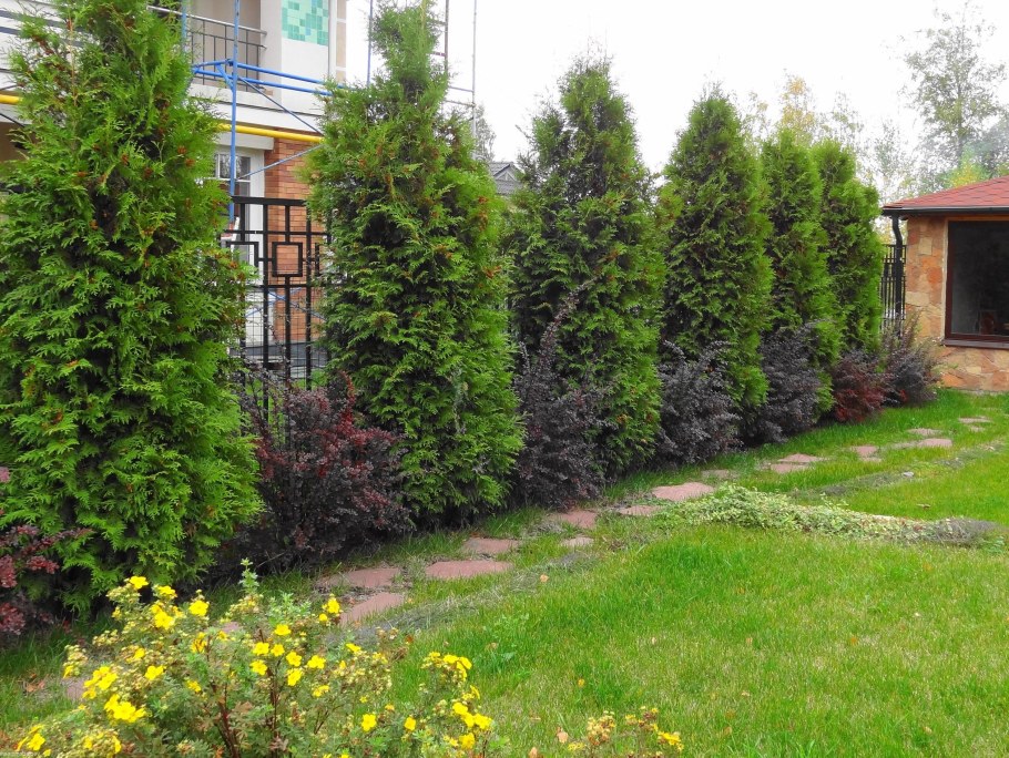 Туя Смарагд в ландшафте