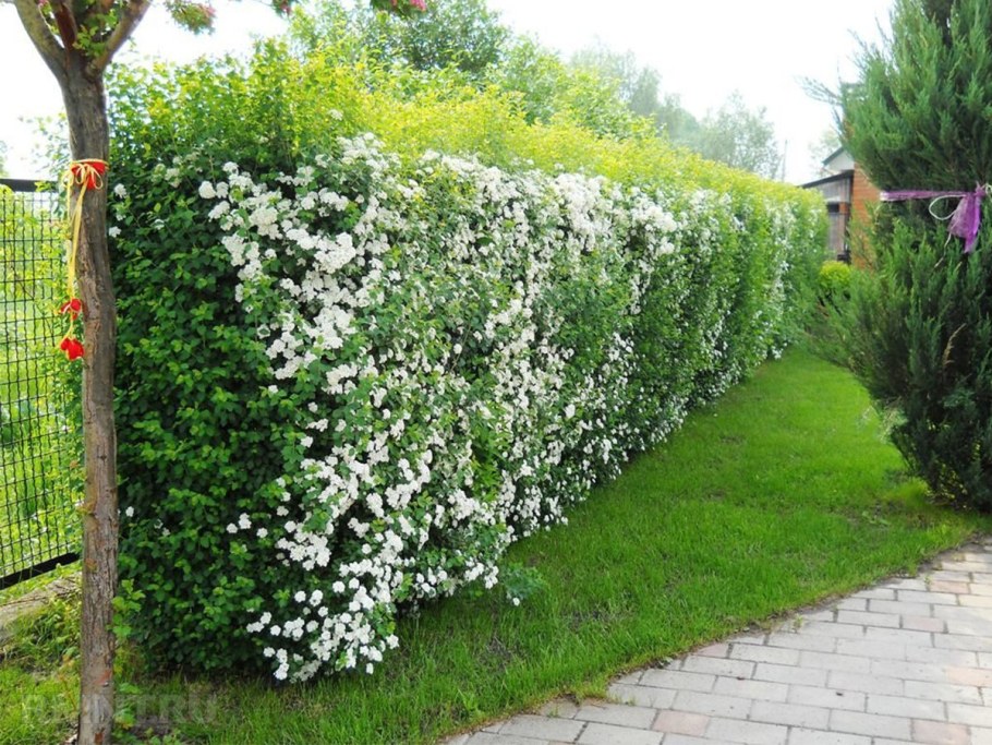 Туя Брабант Живая изгородь