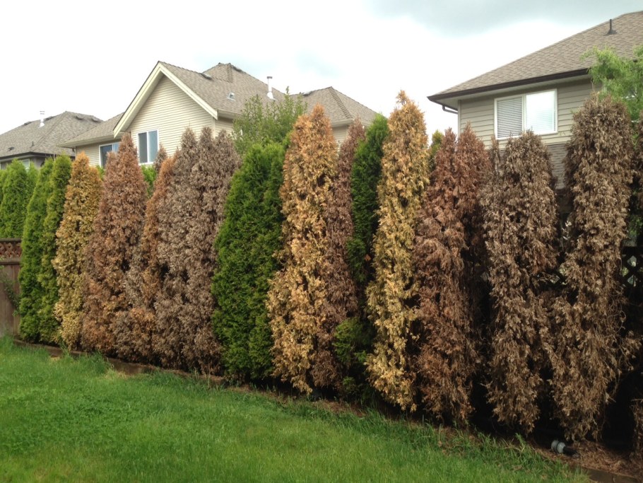 Клен Глобозум вдоль забора