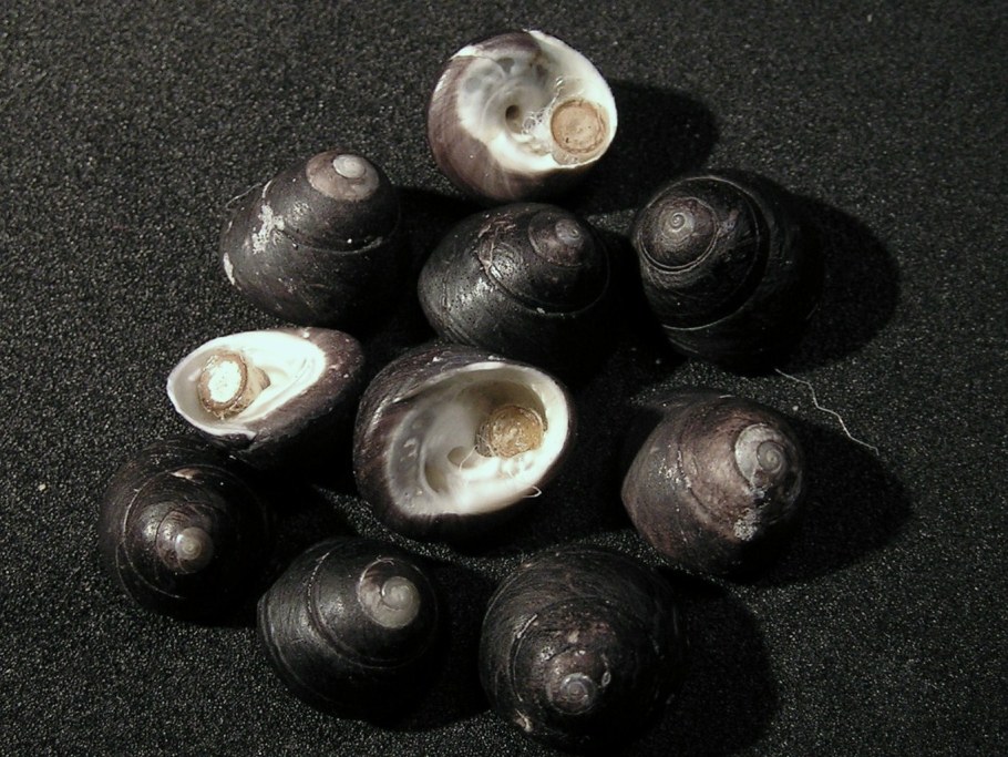 Тегула брюхоногая