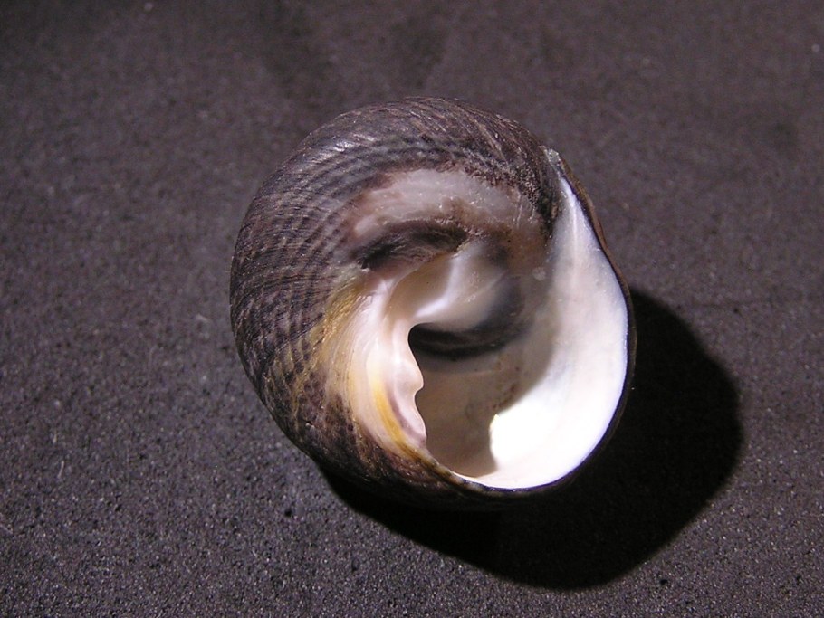 Тегула моллюск