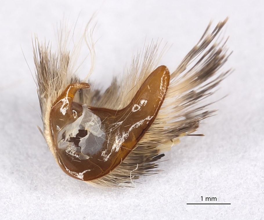 Битумная черепица Тегола Аляска