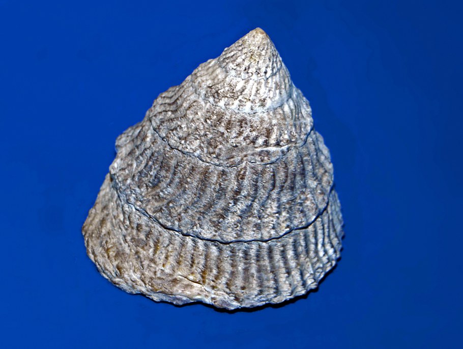 Rhodichthys Regina