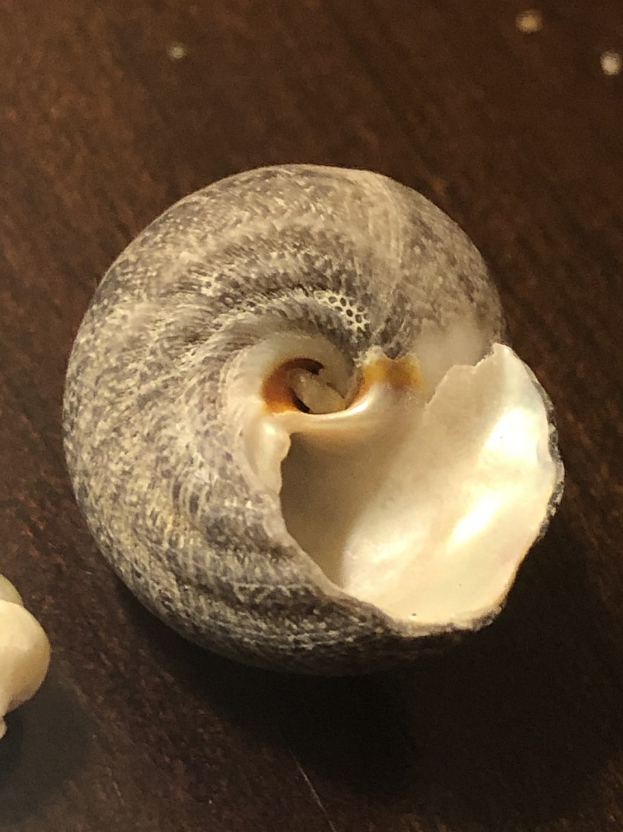 Тегула моллюск